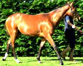 Belle28-12a Dec.JPG